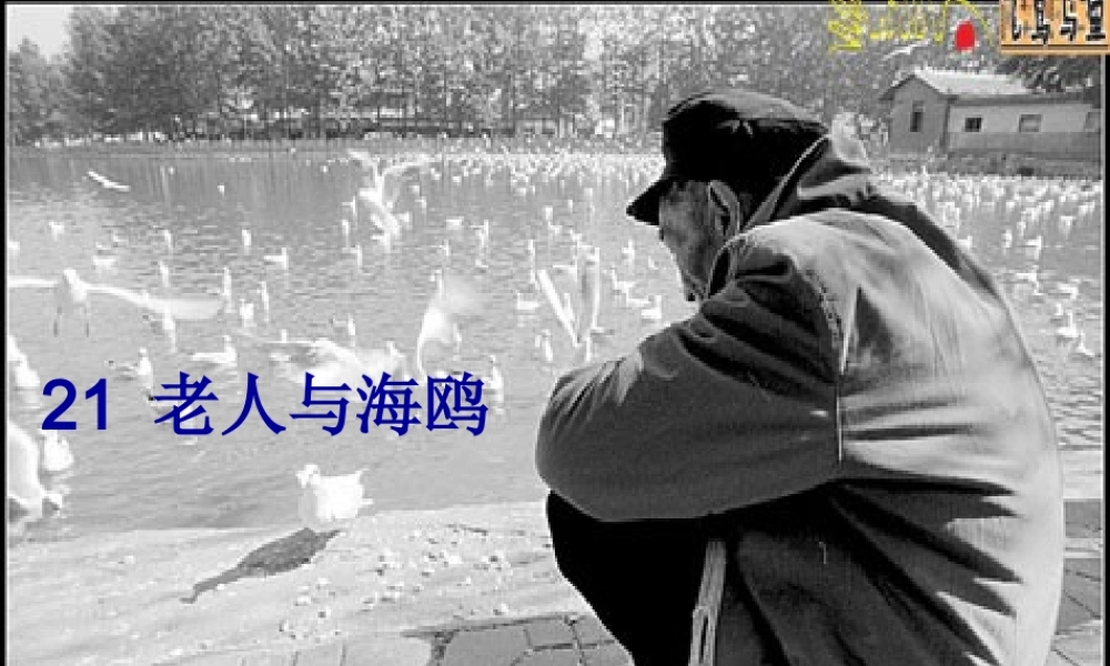 六年级语文上册 第七组 21老人与海鸥课堂教学课件3 新人教版-新人教版小学六年级上册语文课件