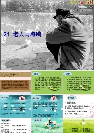 六年级语文上册 第七组 21老人与海鸥课堂教学课件3 新人教版-新人教版小学六年级上册语文课件