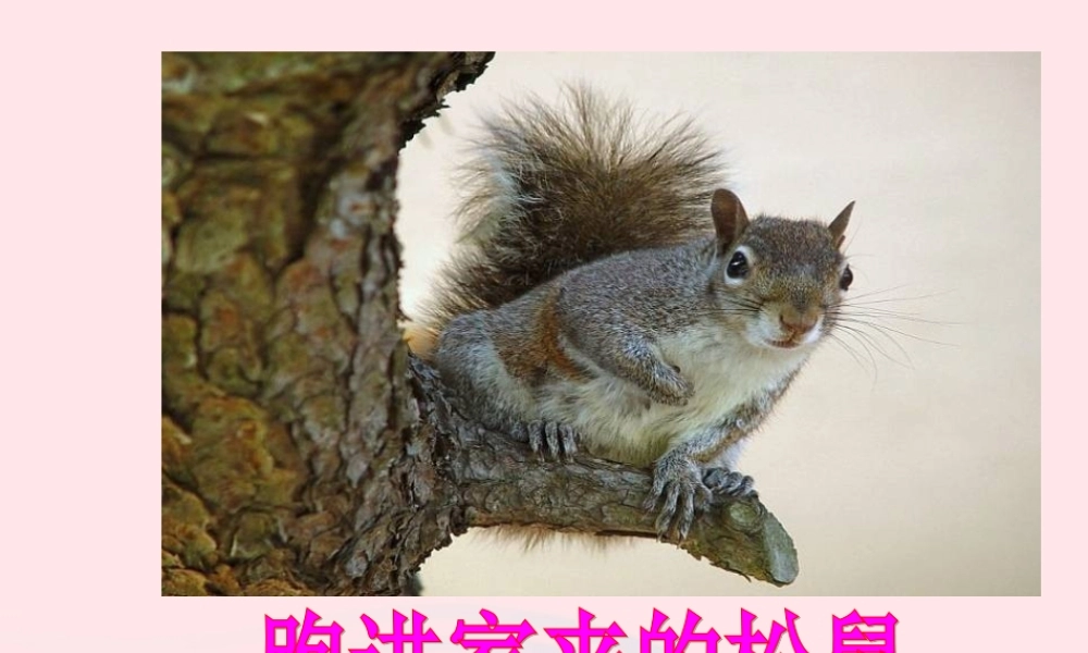 六年级语文上册 第七组 22 跑进家来的松鼠课件2 新人教版-新人教版小学六年级上册语文课件