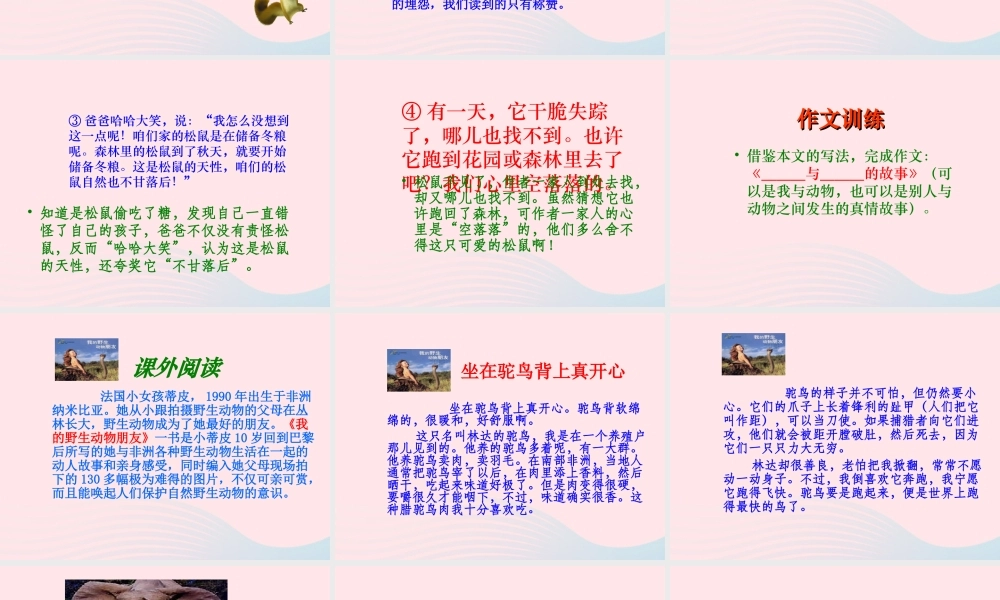 六年级语文上册 第七组 22 跑进家来的松鼠课件2 新人教版-新人教版小学六年级上册语文课件