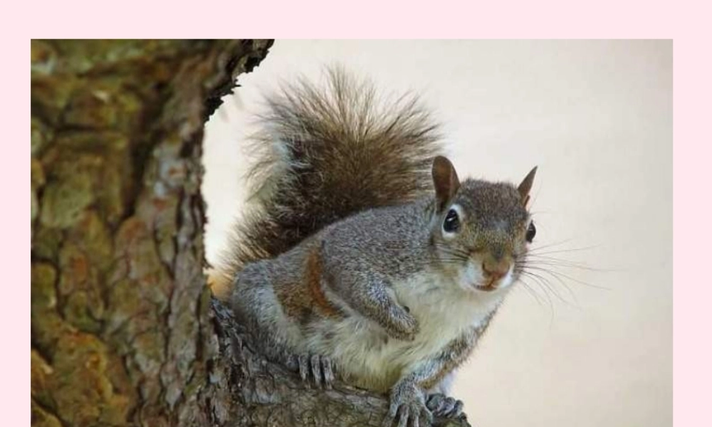 六年级语文上册 第七组 22跑进家来的松鼠课堂教学课件1 新人教版-新人教版小学六年级上册语文课件