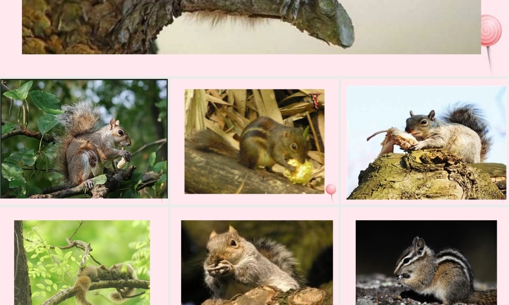 六年级语文上册 第七组 22跑进家来的松鼠课堂教学课件1 新人教版-新人教版小学六年级上册语文课件