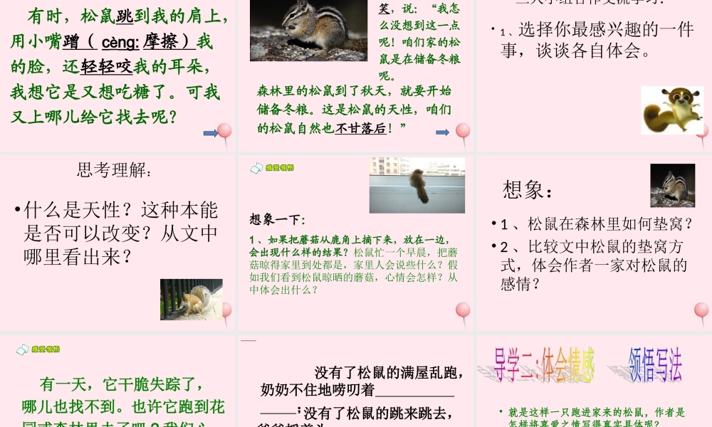 六年级语文上册 第七组 22跑进家来的松鼠课堂教学课件1 新人教版-新人教版小学六年级上册语文课件