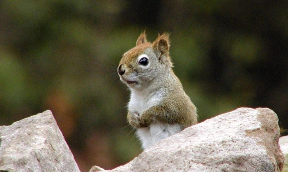 六年级语文上册 第七组 22跑进家来的松鼠课堂教学课件2 新人教版-新人教版小学六年级上册语文课件
