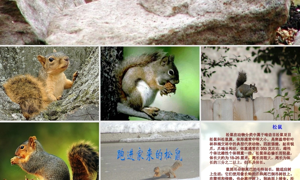 六年级语文上册 第七组 22跑进家来的松鼠课堂教学课件2 新人教版-新人教版小学六年级上册语文课件