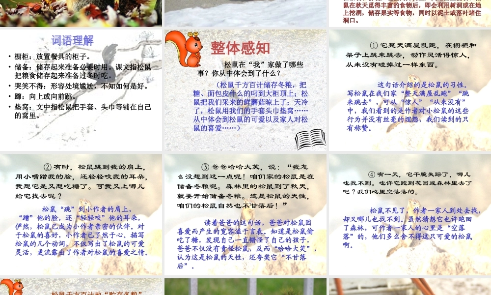 六年级语文上册 第七组 22跑进家来的松鼠课堂教学课件2 新人教版-新人教版小学六年级上册语文课件