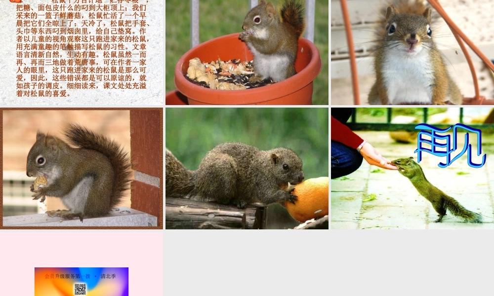 六年级语文上册 第七组 22跑进家来的松鼠课堂教学课件2 新人教版-新人教版小学六年级上册语文课件