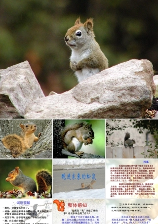 六年级语文上册 第七组 22跑进家来的松鼠课堂教学课件2 新人教版-新人教版小学六年级上册语文课件