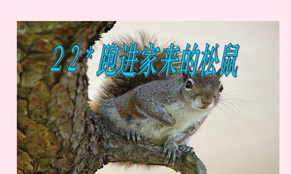 六年级语文上册 第七组 22跑进家来的松鼠课堂教学课件3 新人教版-新人教版小学六年级上册语文课件