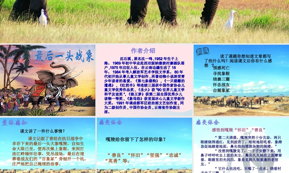 六年级语文上册 第七组 23最后一头战象课堂教学课件2 新人教版-新人教版小学六年级上册语文课件