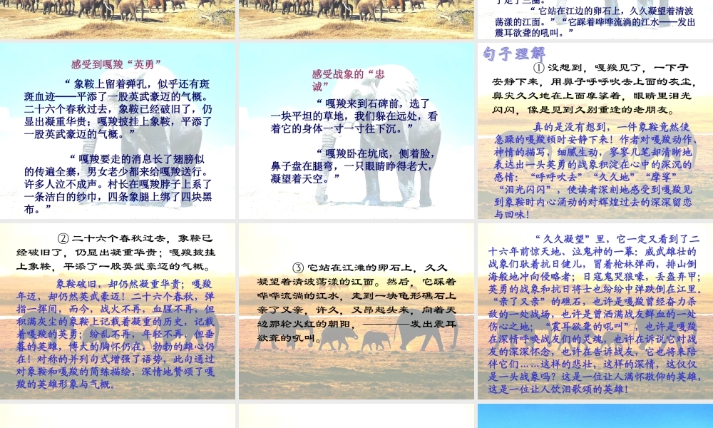 六年级语文上册 第七组 23最后一头战象课堂教学课件2 新人教版-新人教版小学六年级上册语文课件