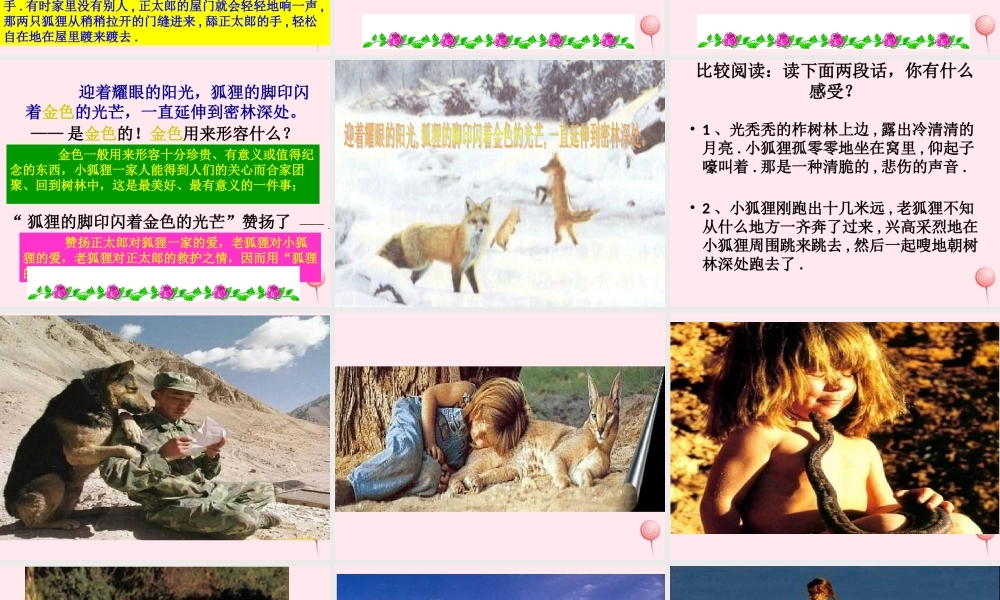 六年级语文上册 第七组 24金色的脚印课堂教学课件3 新人教版-新人教版小学六年级上册语文课件