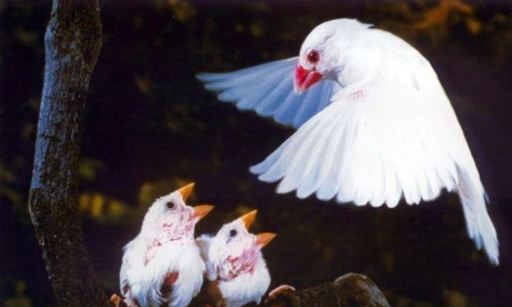 六年级语文上册 第三单元 11《金色花》精品课件推荐 北京版-北京版小学六年级上册语文课件