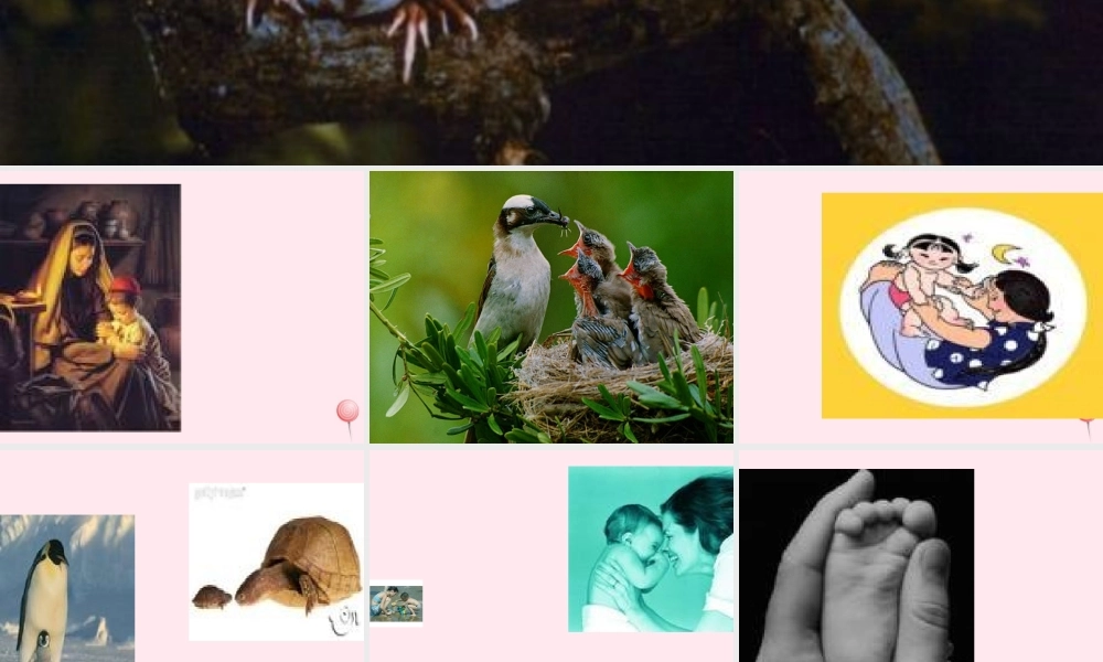 六年级语文上册 第三单元 11《金色花》精品课件推荐 北京版-北京版小学六年级上册语文课件