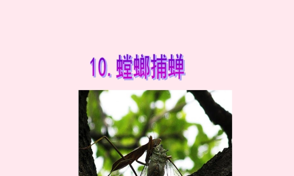 六年级语文上册 第六单元 22《螳螂捕蝉》同步优质课件 北京版-北京版小学六年级上册语文课件