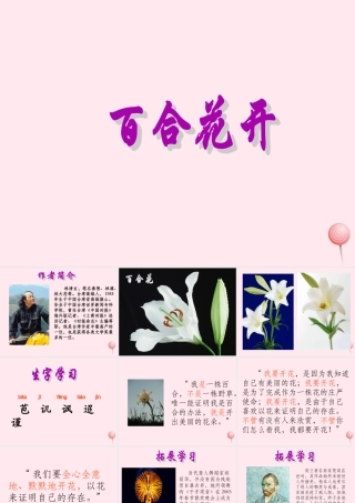 六年级语文上册 第三单元 12《百合花开》精品课件 北京版-北京版小学六年级上册语文课件