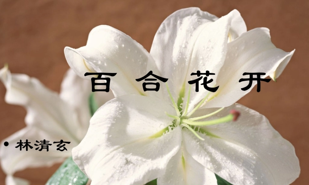 六年级语文上册 第三单元 12《百合花开》课件推荐 北京版-北京版小学六年级上册语文课件