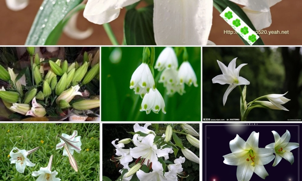 六年级语文上册 第三单元 12《百合花开》课件推荐 北京版-北京版小学六年级上册语文课件