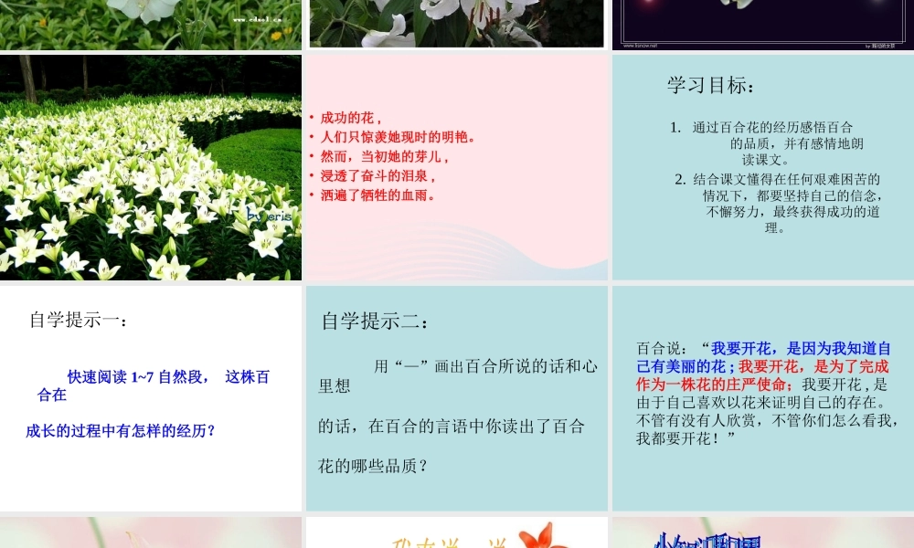 六年级语文上册 第三单元 12《百合花开》课件推荐 北京版-北京版小学六年级上册语文课件