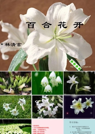 六年级语文上册 第三单元 12《百合花开》课件推荐 北京版-北京版小学六年级上册语文课件