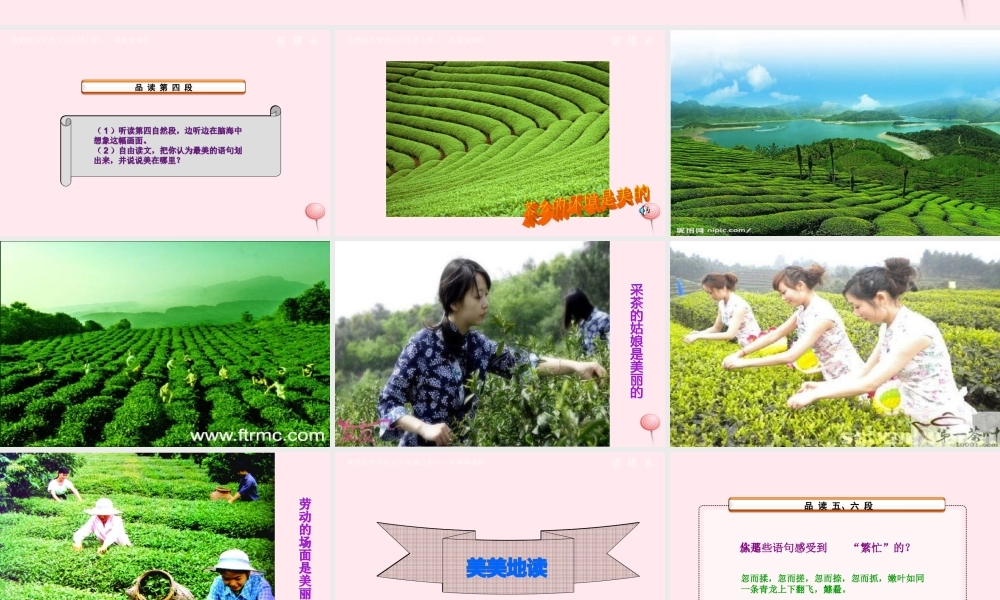 六年级语文上册 第六单元 26《碧螺春》课件 冀教版-冀教版小学六年级上册语文课件