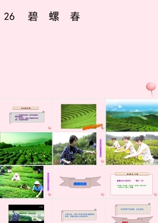 六年级语文上册 第六单元 26《碧螺春》课件 冀教版-冀教版小学六年级上册语文课件