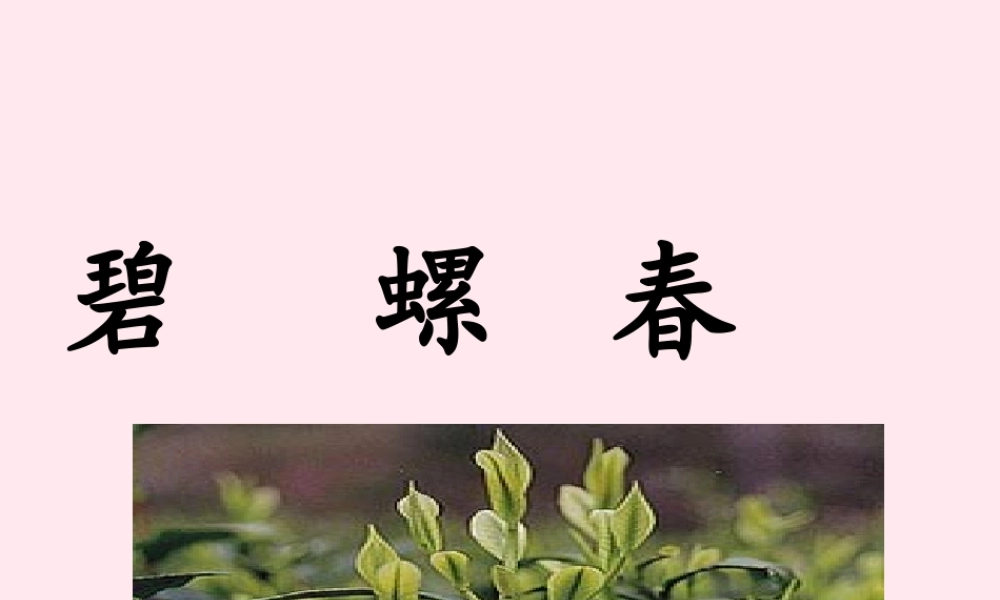 六年级语文上册 第六单元 26《碧螺春》名师课件 冀教版-冀教版小学六年级上册语文课件