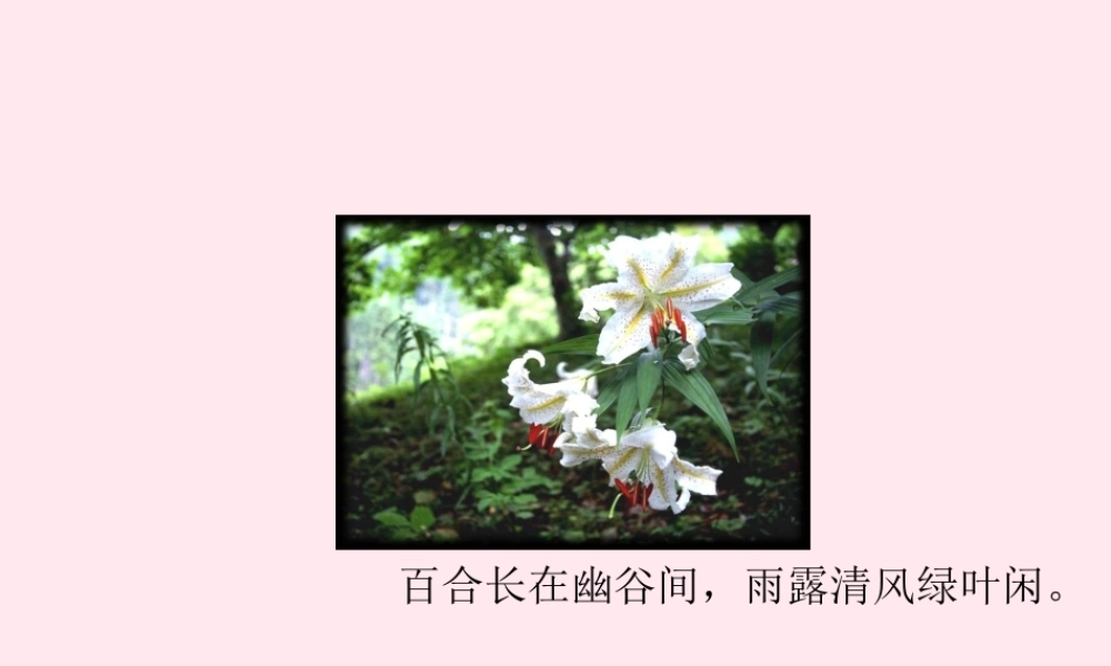 六年级语文上册 第三单元 12《百合花开》同步优质课件 冀教版-冀教版小学六年级上册语文课件