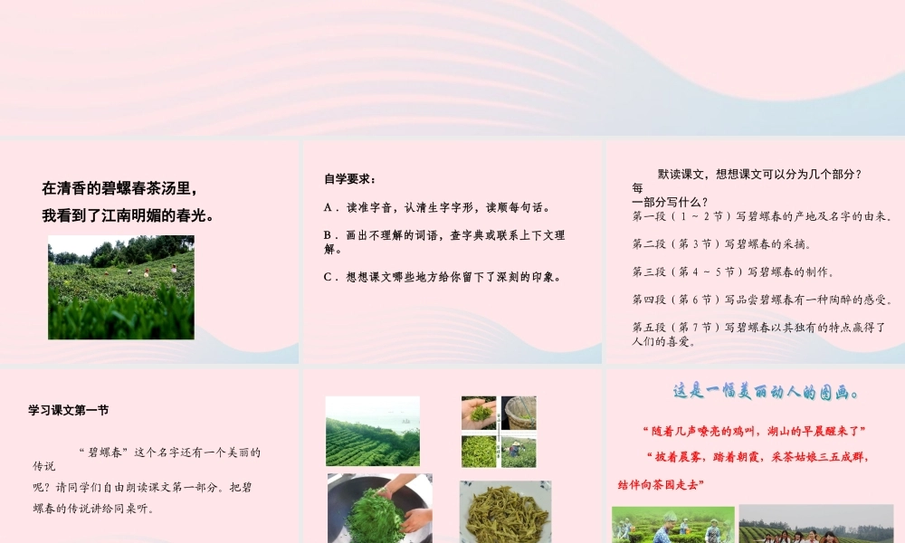 六年级语文上册 第六单元 26《碧螺春》同步精品课件 冀教版-冀教版小学六年级上册语文课件