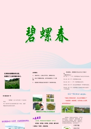 六年级语文上册 第六单元 26《碧螺春》同步精品课件 冀教版-冀教版小学六年级上册语文课件