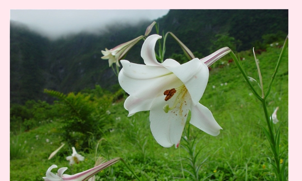 六年级语文上册 第三单元 12《百合花开》优培课件 冀教版-冀教版小学六年级上册语文课件