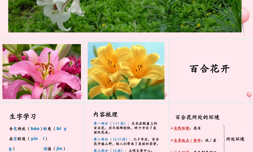 六年级语文上册 第三单元 12《百合花开》优培课件 冀教版-冀教版小学六年级上册语文课件