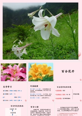 六年级语文上册 第三单元 12《百合花开》优培课件 冀教版-冀教版小学六年级上册语文课件