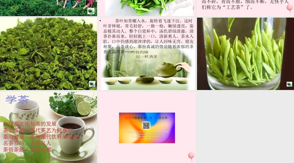 六年级语文上册 第六单元 26《碧螺春》同步课件 冀教版-冀教版小学六年级上册语文课件