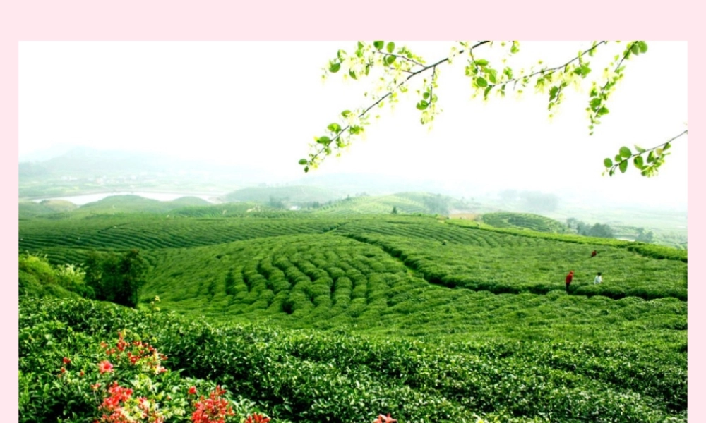 六年级语文上册 第六单元 26《碧螺春》优培课件 冀教版-冀教版小学六年级上册语文课件