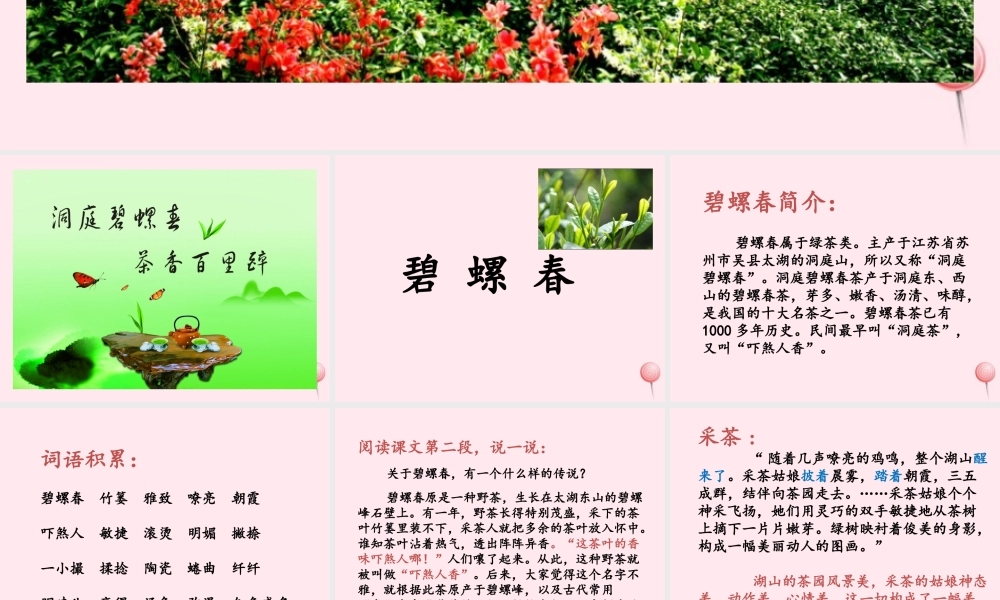 六年级语文上册 第六单元 26《碧螺春》优培课件 冀教版-冀教版小学六年级上册语文课件