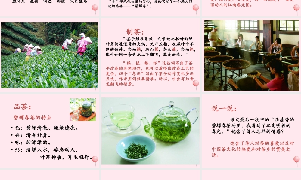 六年级语文上册 第六单元 26《碧螺春》优培课件 冀教版-冀教版小学六年级上册语文课件