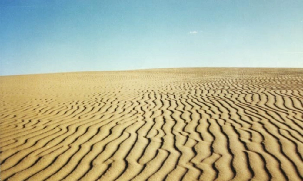 六年级语文上册 第五单元 采访对象是棵树课件2 湘教版-湘教版小学六年级上册语文课件