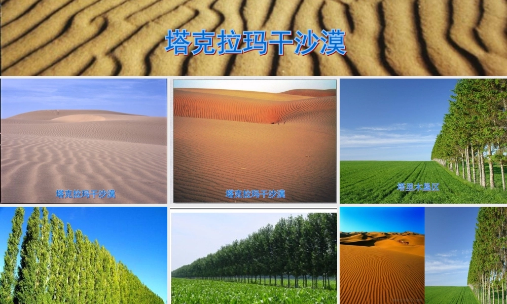 六年级语文上册 第五单元 采访对象是棵树课件2 湘教版-湘教版小学六年级上册语文课件