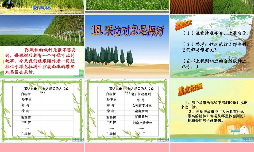 六年级语文上册 第五单元 采访对象是棵树课件2 湘教版-湘教版小学六年级上册语文课件