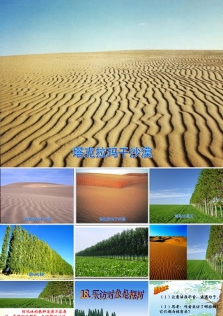 六年级语文上册 第五单元 采访对象是棵树课件2 湘教版-湘教版小学六年级上册语文课件