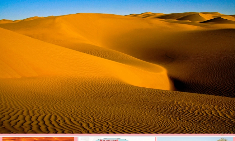 六年级语文上册 第五单元 采访对象是棵树课件3 湘教版-湘教版小学六年级上册语文课件