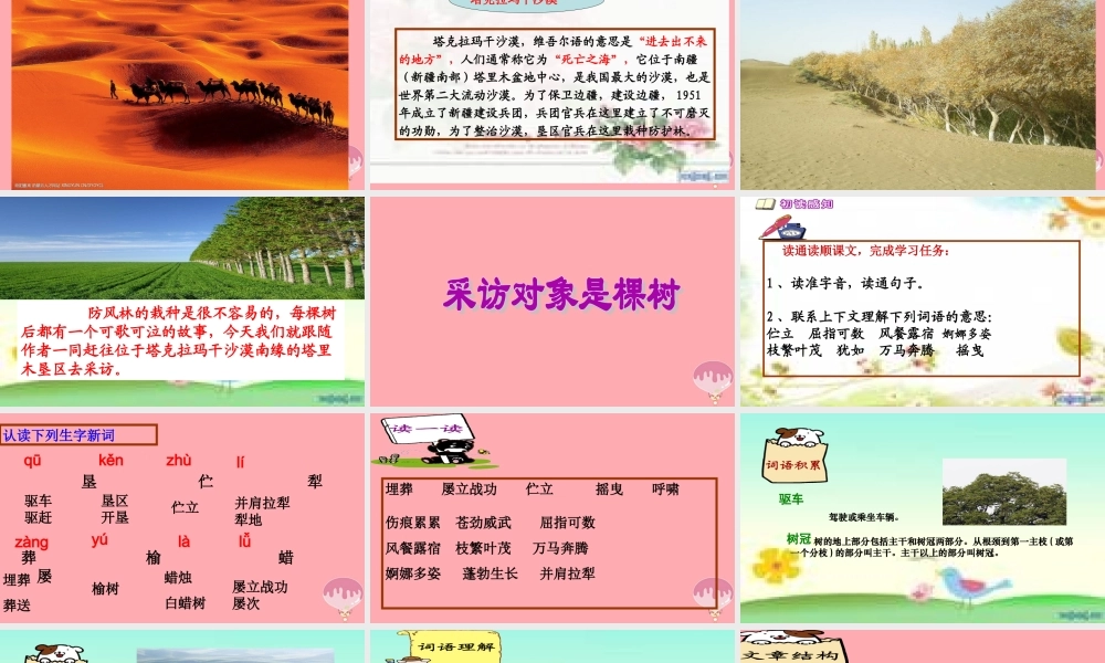 六年级语文上册 第五单元 采访对象是棵树课件3 湘教版-湘教版小学六年级上册语文课件