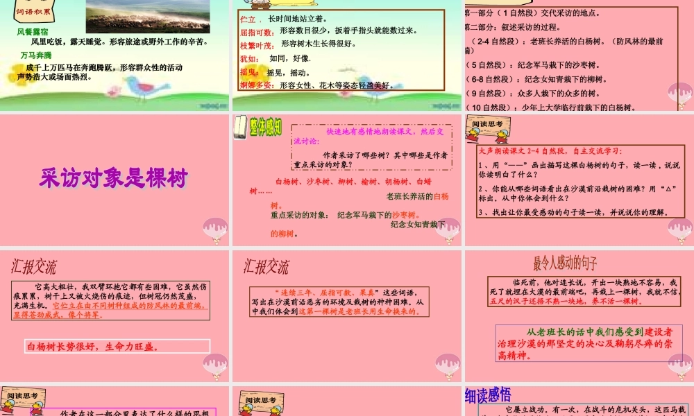 六年级语文上册 第五单元 采访对象是棵树课件3 湘教版-湘教版小学六年级上册语文课件