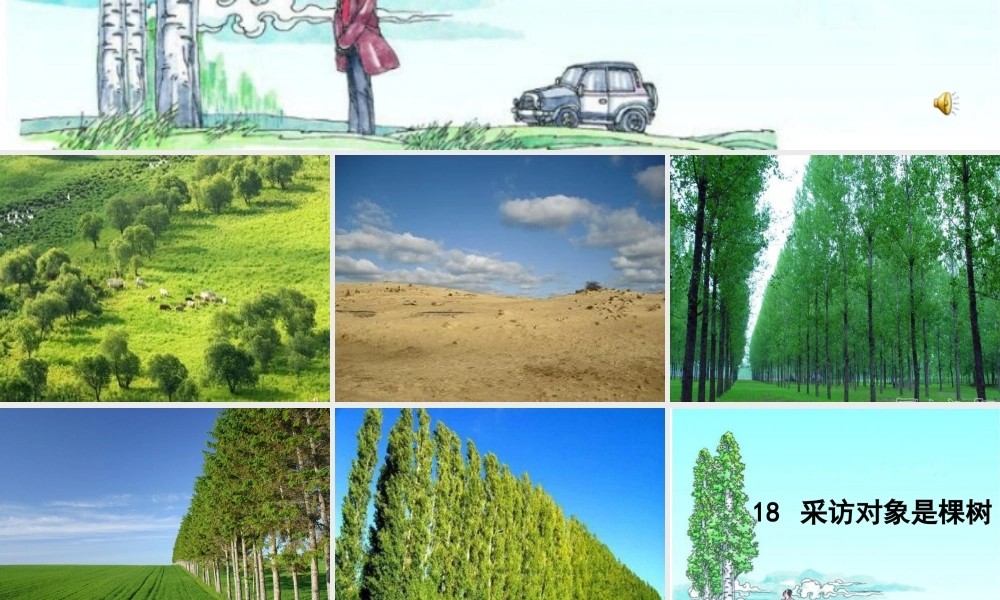 六年级语文上册 第五单元 采访对象是棵树课件4 湘教版-湘教版小学六年级上册语文课件
