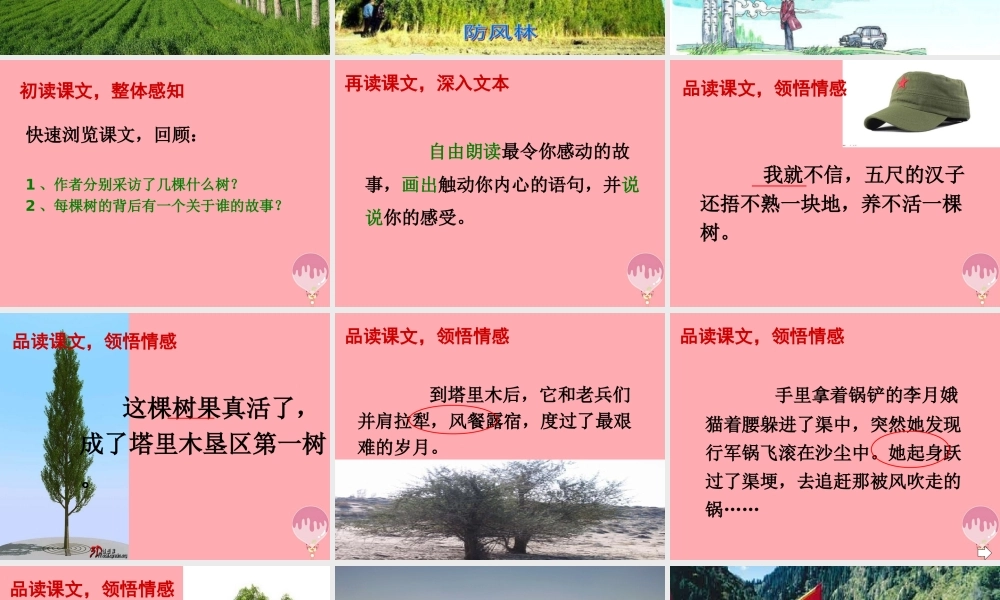 六年级语文上册 第五单元 采访对象是棵树课件4 湘教版-湘教版小学六年级上册语文课件