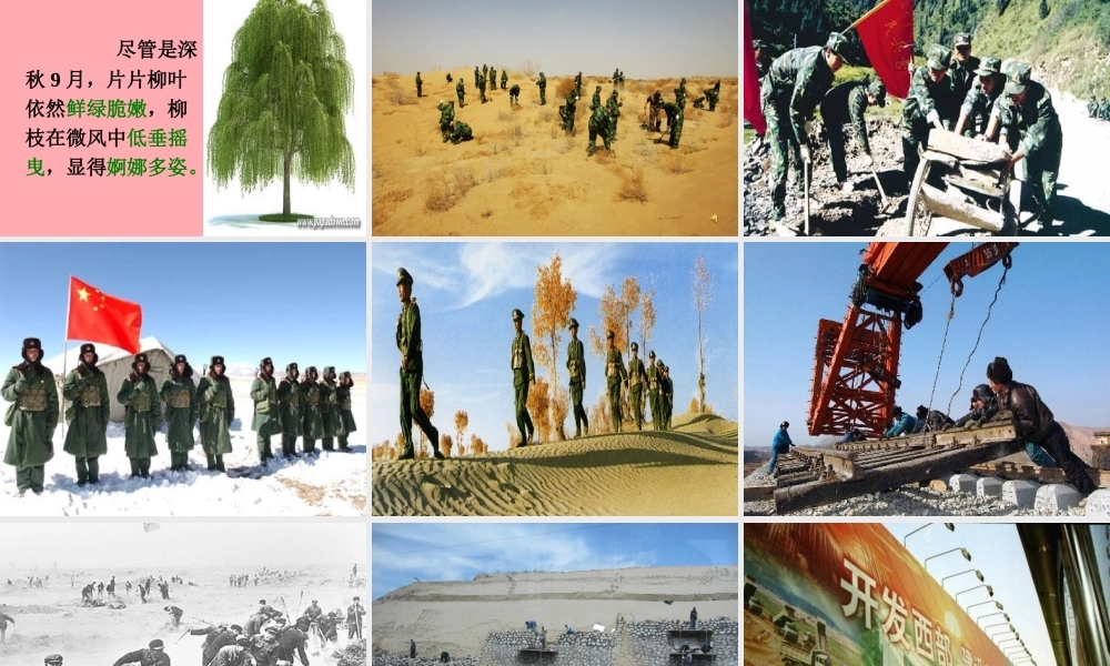 六年级语文上册 第五单元 采访对象是棵树课件4 湘教版-湘教版小学六年级上册语文课件