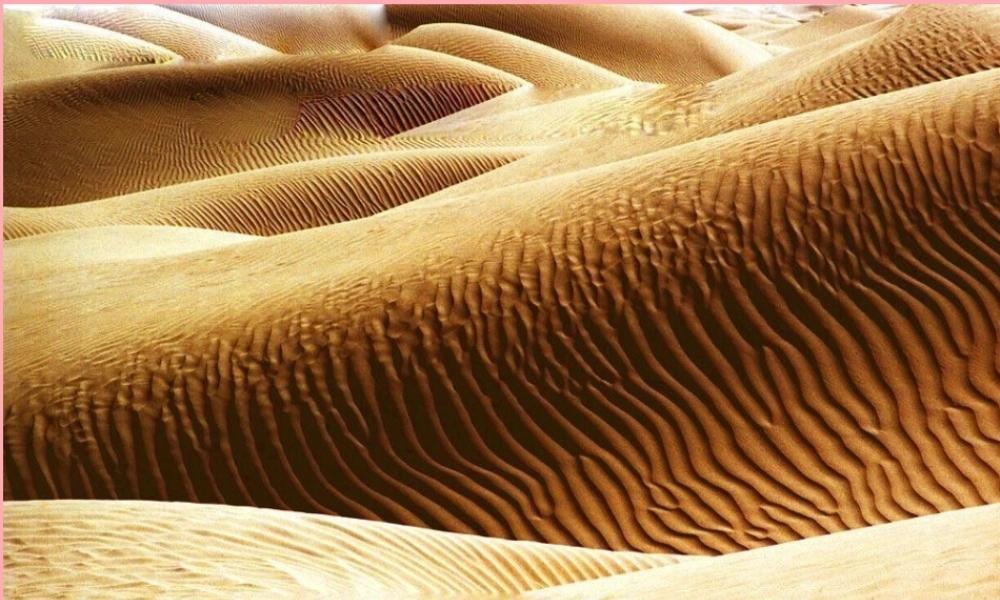 六年级语文上册 第五单元 采访对象是棵树课件5 湘教版-湘教版小学六年级上册语文课件