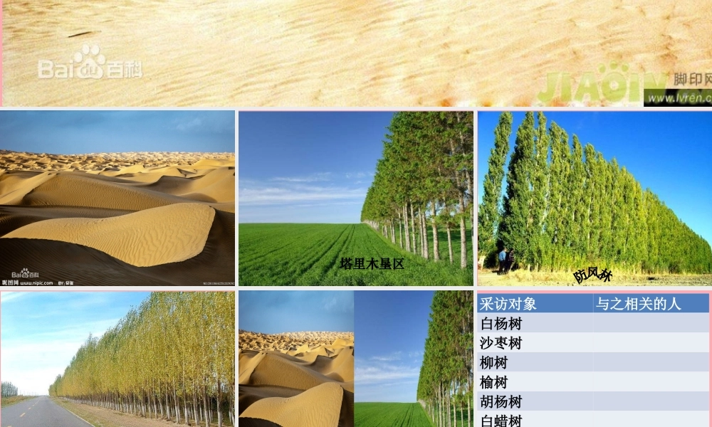 六年级语文上册 第五单元 采访对象是棵树课件5 湘教版-湘教版小学六年级上册语文课件