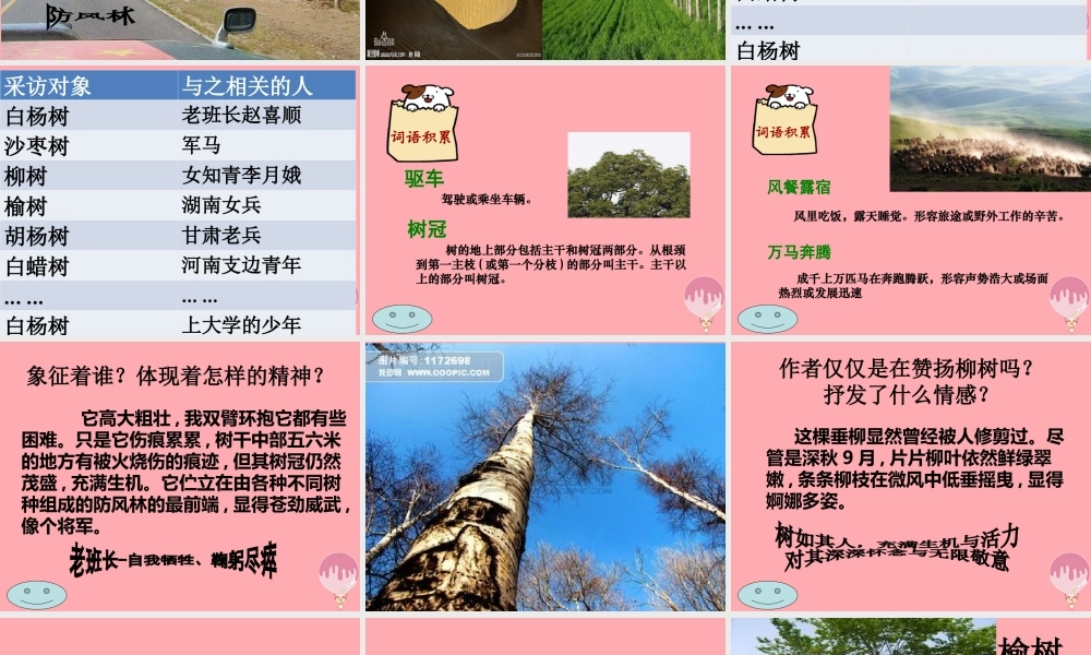 六年级语文上册 第五单元 采访对象是棵树课件5 湘教版-湘教版小学六年级上册语文课件